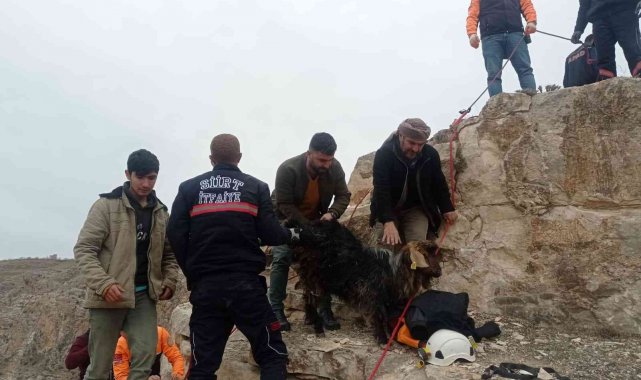 Siirt'te kayalıklarda 14 gündür mahsur kalan keçi kurtarıldı