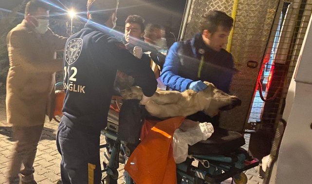 Yaralı köpeğe ilk müdahale 112'den geldi
