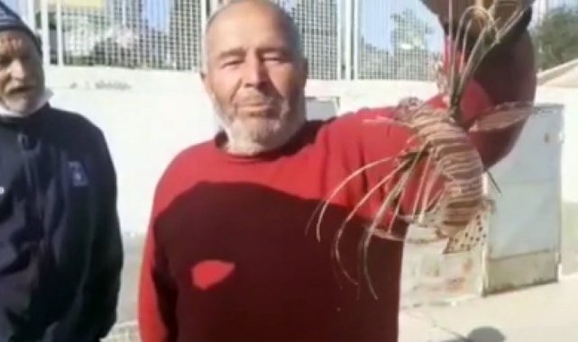 Zehirli Aslan Balığı Kuşadası'nda yakalandı