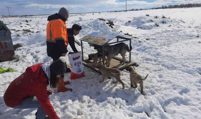 Akşehir'de sahipsiz sokak hayvanları beslenmeye devam ediyor
