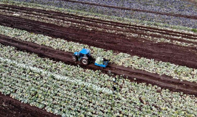 Beyaz lahana üreticisinin yüzünü güldürdü