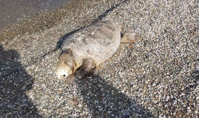 Bodrum'da ölü deniz kaplumbağası sahile vurdu