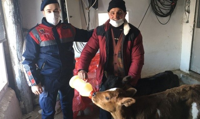 Çalınan büyükbaş hayvan jandarma ekiplerince bulunup sahibine teslim edildi