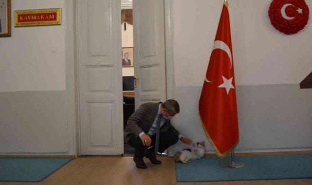 Erdek Kaymakamı Atasoy'dan kediye şefkat eli