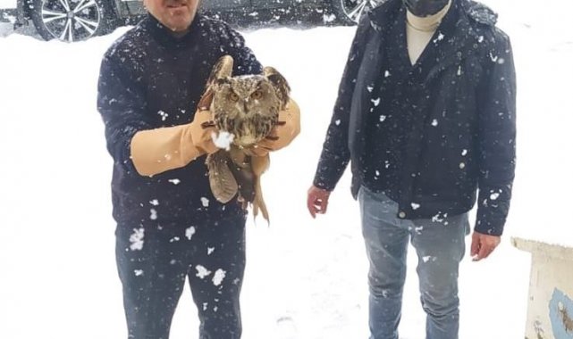 Muş'ta yaralı Puhular tedavi altına alındı