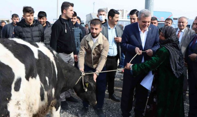 Şanlıurfa'da besicilere büyükbaş hayvan dağıtıldı