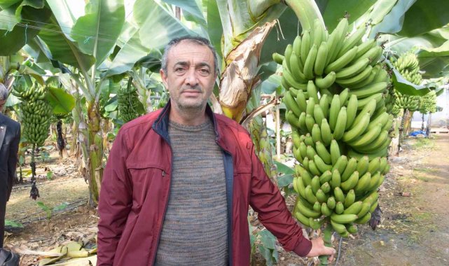 Seradan 8 TL'ye çıkan muz üreticinin yüzünü güldürüyor