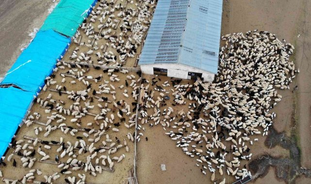 Süt kuzuları günde 2 defa anneleriyle buluşturuluyor