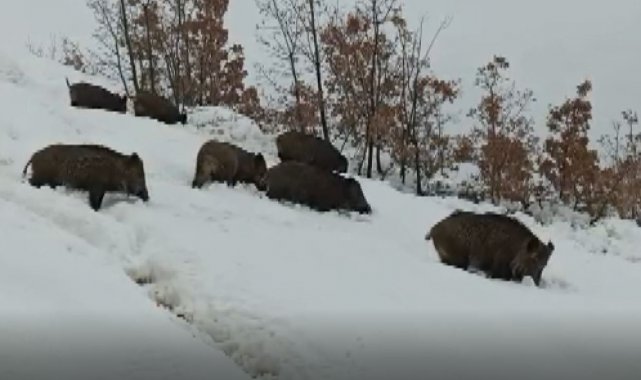 Tunceli'de aç kalan yaban domuzları sürü halinde merkeze indi