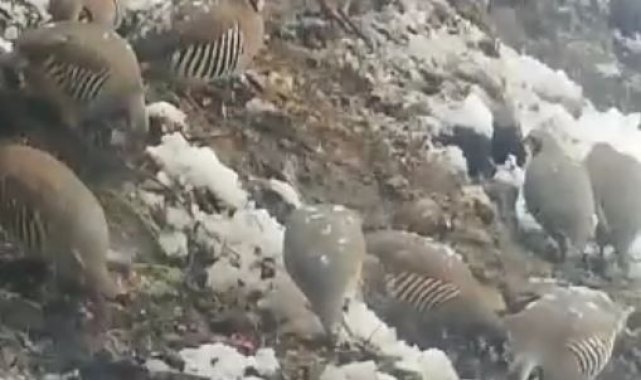 Tuncelili vatandaştan örnek davranış: Her gün onlarca yaban kekliğini besliyor