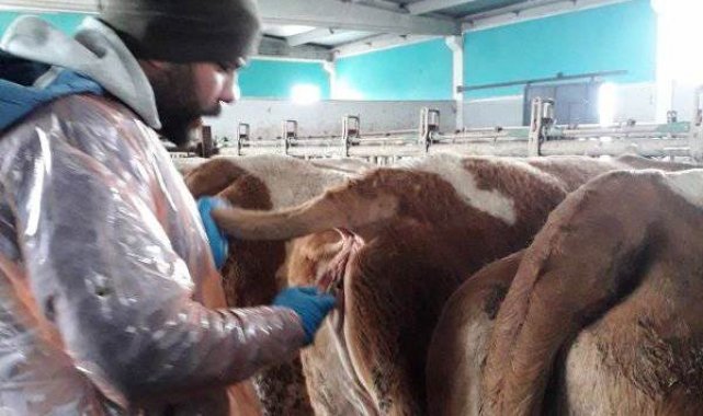 Altıntaş'ta 'Hastalıktan ari' işletmelerde tüberküloz testi