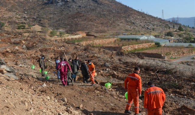 Aydıncık'ta yanan alanlara 70 bin keçiboynuzu fidanı dikildi