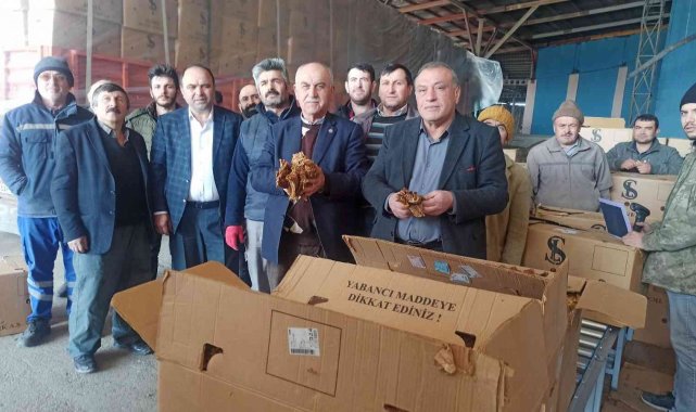 Bafra'da tütün alımları başladı