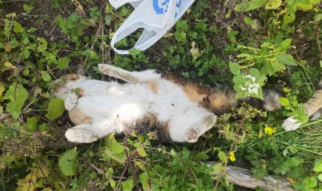 Bodrum'da 9 hayvanın zehirlenerek öldürülmesiyle ilgili soruşturma başlatıldı