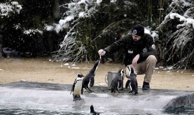 Bursa'da kar altında penguenlerin beslenme saati