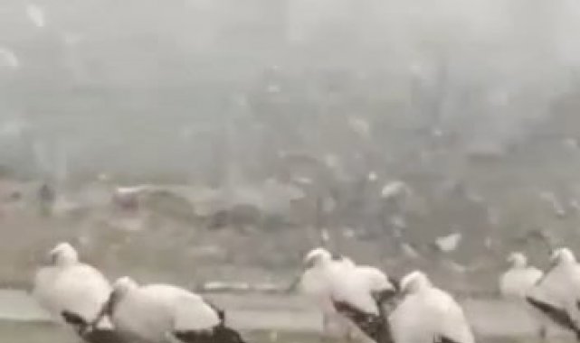 Bursa'da soğuktan donmak üzere olan leylekler kamerada