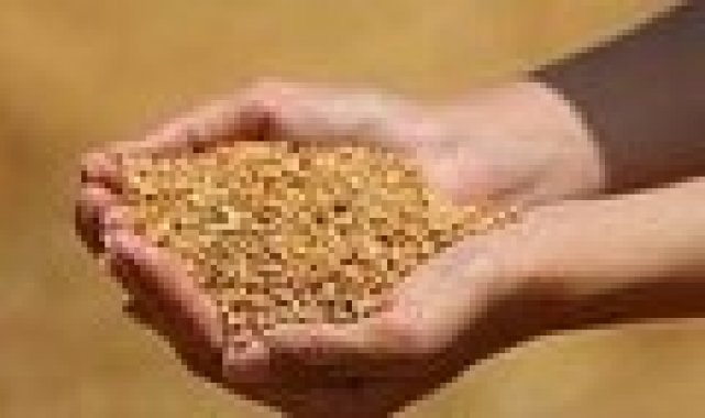 Edirne'de buğday en yüksek 5 lira 498 kuruştan satıldı