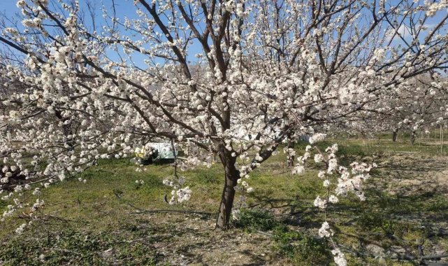 Elazığ'da badem ve kayısı ağaçları çiçek açtı