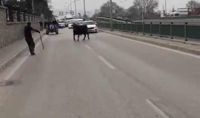 Kızgın boğa İspanyol arenasını aratmadı