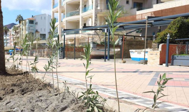 Marmaris Uzunyalı'yı zakkumlar süsleyecek