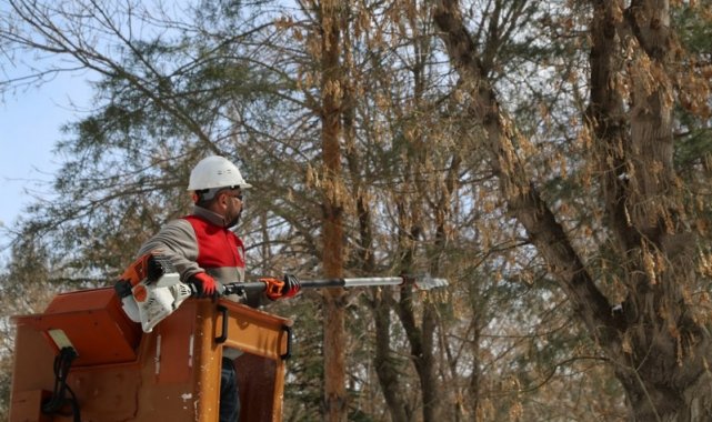 Melikgazi'de ağaçlar daha uzun ömürlü olması için budanıyor