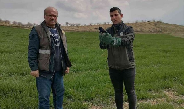 Siirt'te yaralı bulunan kuzgun tedavisinin ardından doğaya salındı