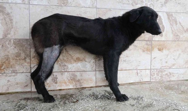 Silahla vurularak yaralanan köpek Patilik'te iyileşti