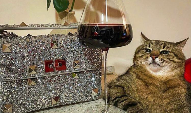 Ünlü Ukraynalı Kedi Stephan Fransa'ya Gitti