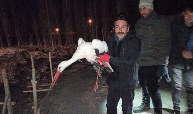 Yaralı olarak bulunan leylek tedavi altına alındı