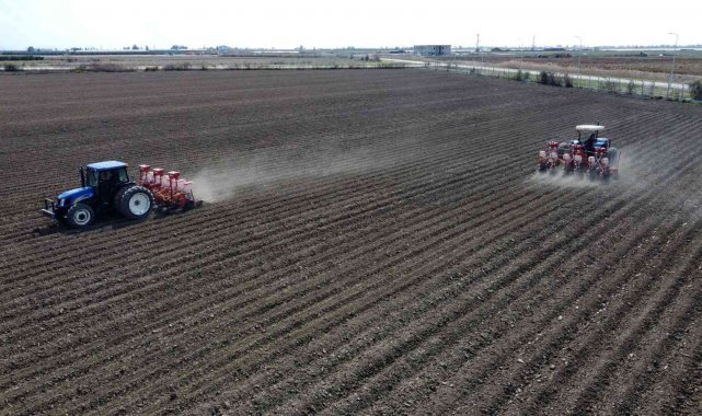Yerli mısır Çukurova'da yeniden toprakla buluştu