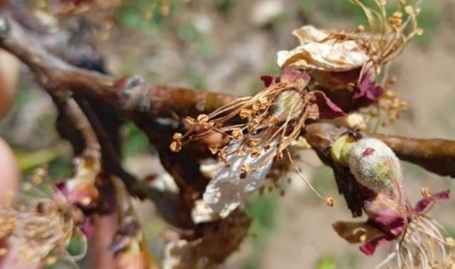 Başkan Çiçek, "Kayısıdaki don rekolteyi etkileyecek"