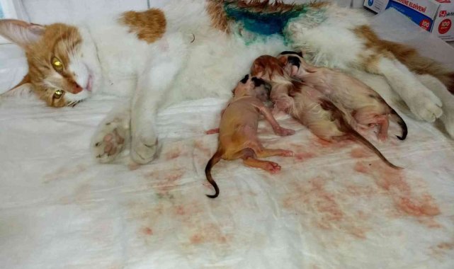 Bilecik'te gebe kedi sezaryen ile doğum yaptırıldı