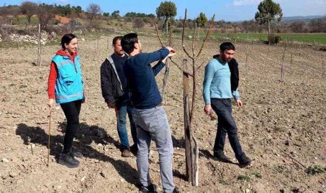 Domaniç'te üreticilere uygulamalı cevizde budama ve bakım eğitimi