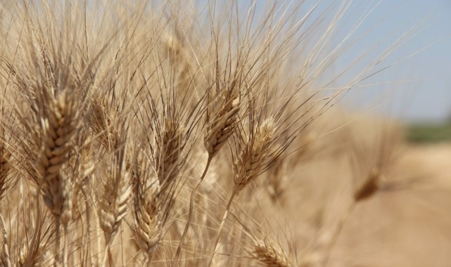 Edirne'de buğday 5 lira 152 kuruştan satıldı