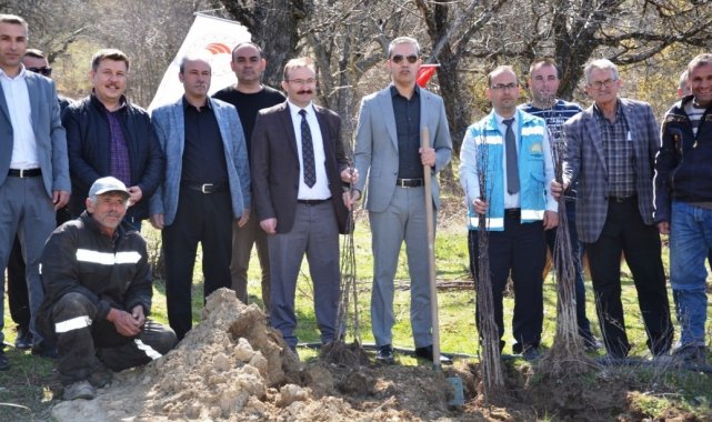 Emet'te Küreci cinsi elma fidanları toprakla buluştu