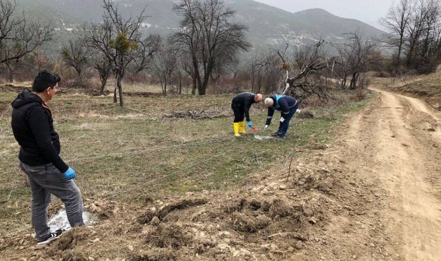 Emet'te "Küreci" cinsi elma üretimi artacak