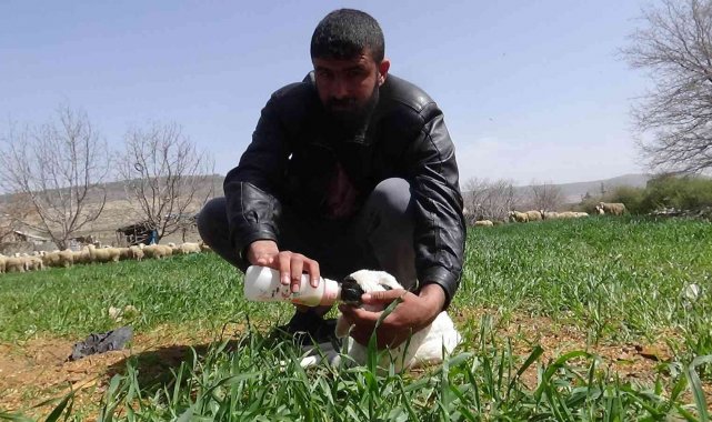 Kilis'te ön 2 ayağı olmayan kuzu dünyaya geldi