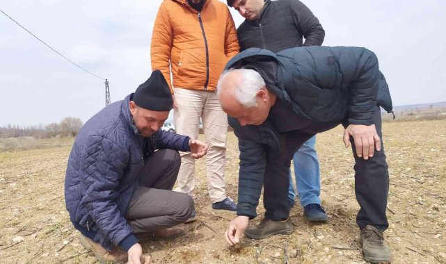 Kütahya'da "Durusa" cinsi buğday sahasında kontroller yapıldı