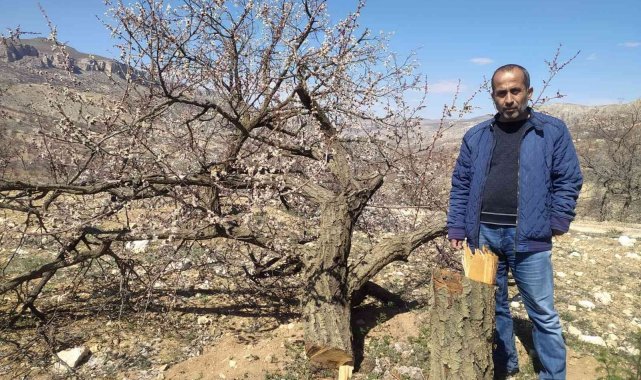 Malatya'da kimliği belirsiz kişiler kayısı ağaçlarına zarar verdi