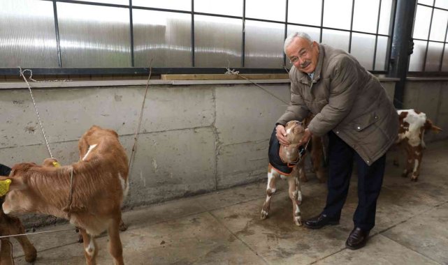 Ordu'da çiftçilere 300 inek dağıtıldı