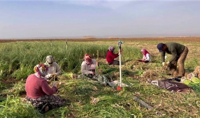 Şanlıurfa'da sarımsak alternatif ürün oldu