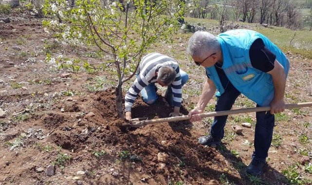 Şaphane'de kiraz ve vişne bahçelerinde fenolojik gözlem çalışmaları