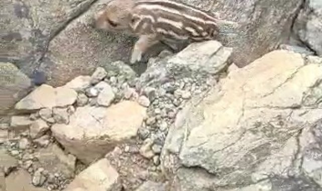 Yaban domuzunu gördü 'Pijamalarını giymiş' söylemi ile kahkahaya boğdu