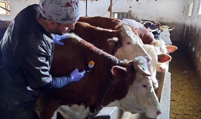 Yozgat'ta 150 bin büyükbaş hayvana şap aşısı yapılıyor