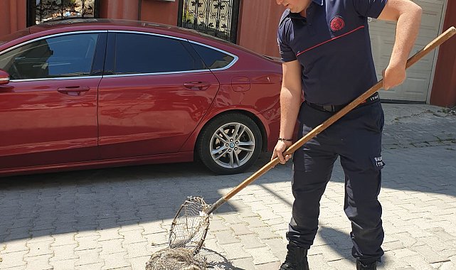 Bandırma'da cadde üzerinde gezen kokarca itfaiye ekipleri tarafından yakalandı