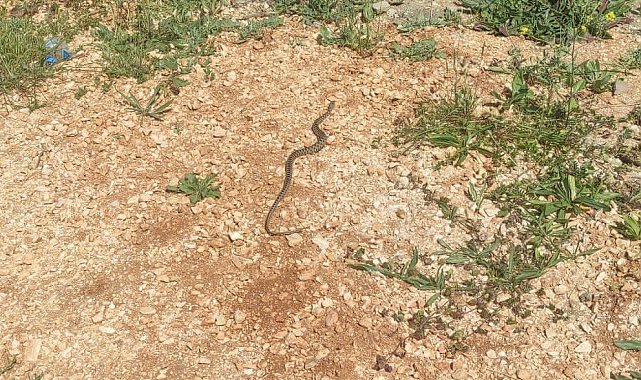 Bilecik'te çamaşır makinesi içinden yılan çıktı