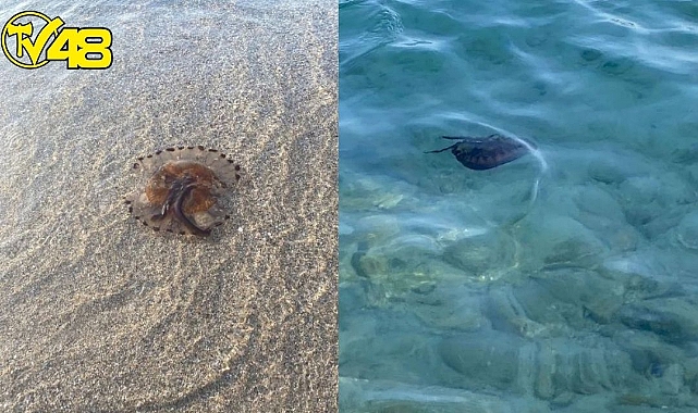 Bodrum'da Pusula Deniz Anası