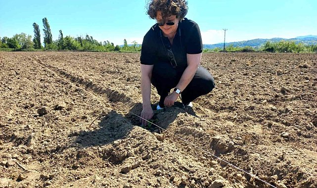 Çaycuma 'da yerli tohumlar toprakla buluştu