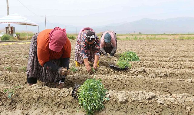 Efeler Belediyesi'nin tarım ürünlerini çeşitleniyor