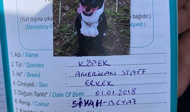Kartal'da keçiyi telef eden pitbull cinsi köpek yakalandı